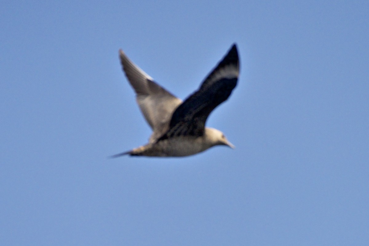 Long-tailed Jaeger - ML608666678