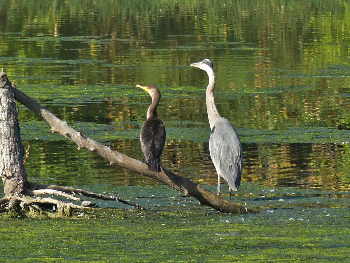 EBird Checklist 9 Sep 2023 Edmonton Hermitage Park 25 Species