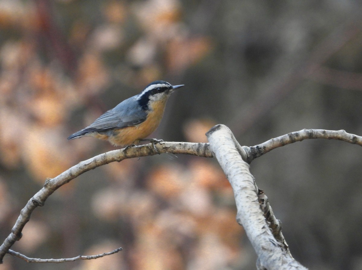 Red-breasted Nuthatch - ML608667255