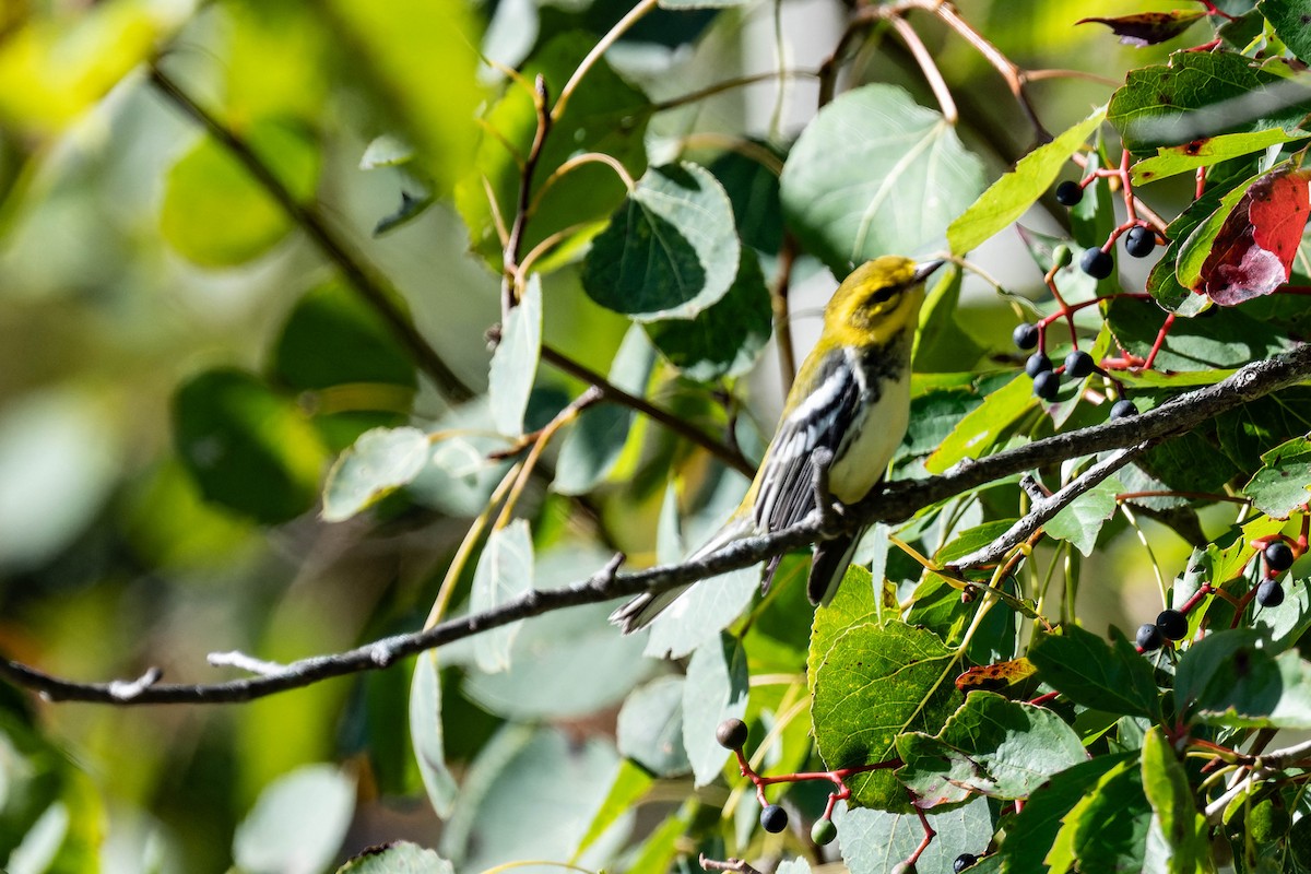 Black-throated Green Warbler - ML608667302