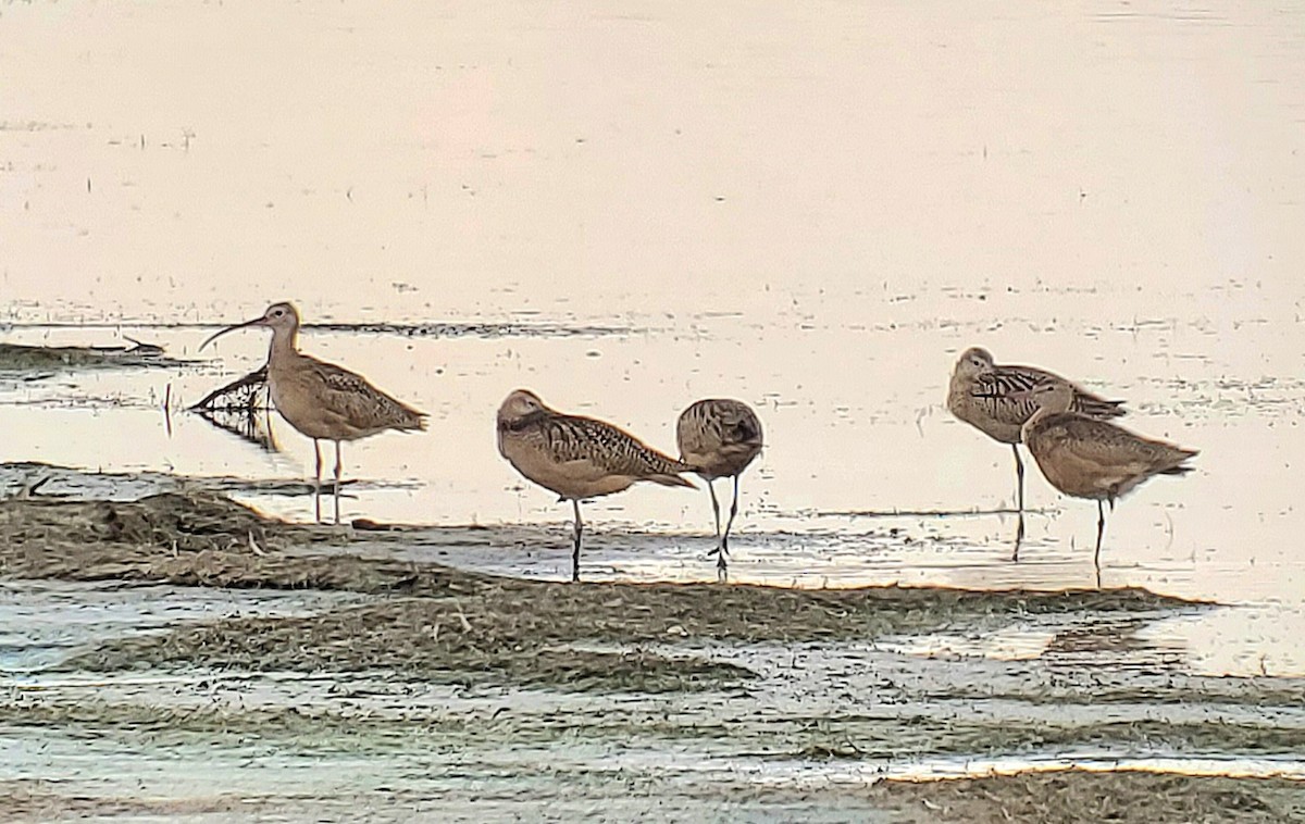 Long-billed Curlew - ML608667657