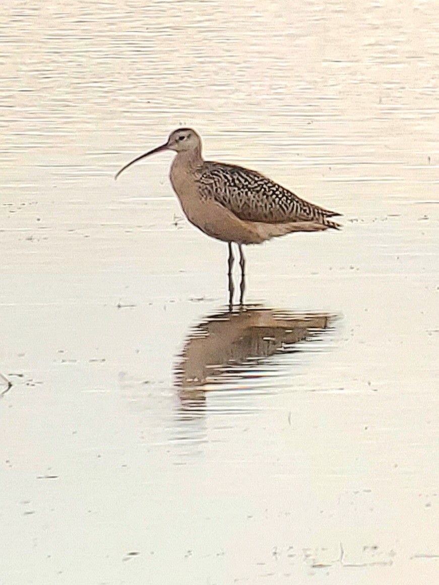 Long-billed Curlew - ML608667660