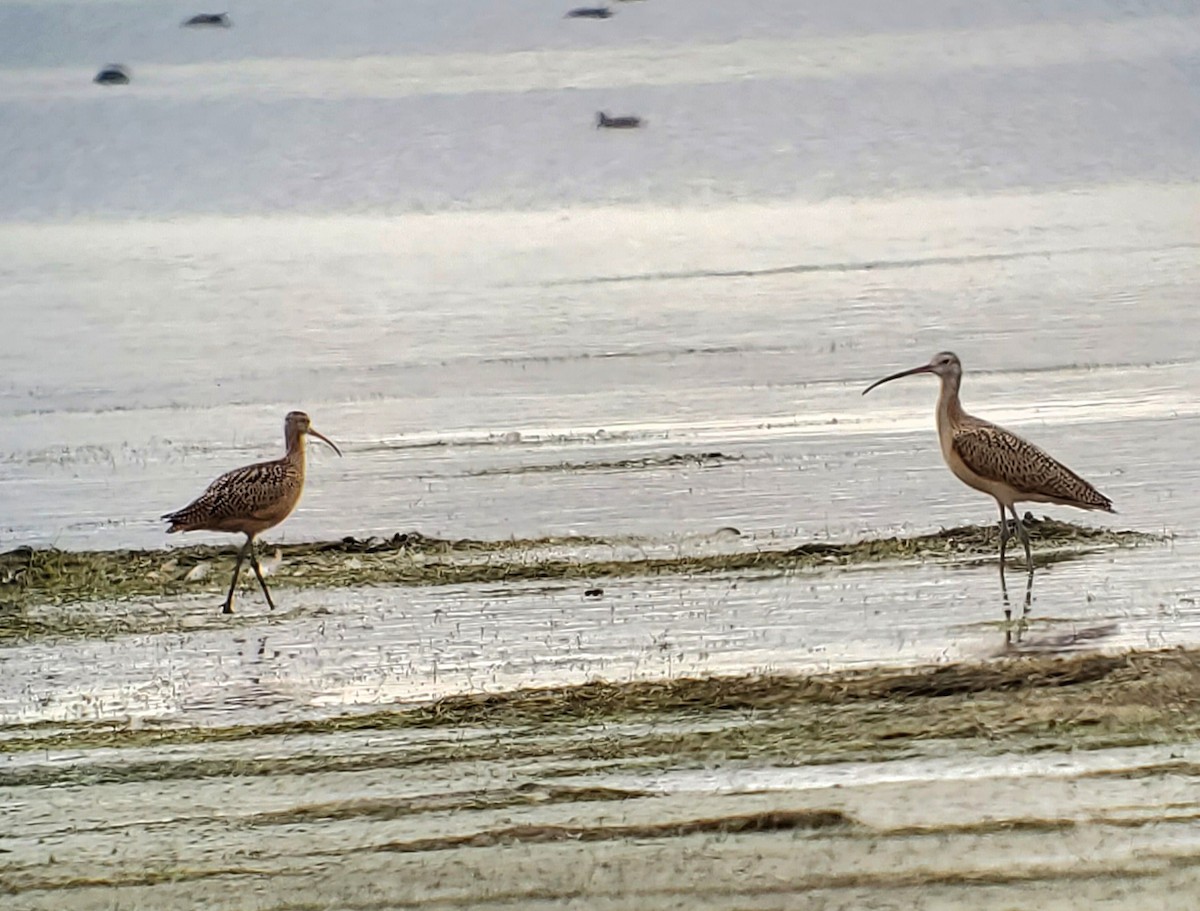 Long-billed Curlew - ML608667667