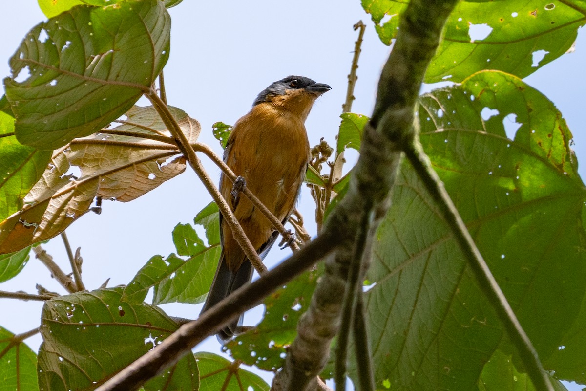 Rufous-crested Tanager - ML608667850