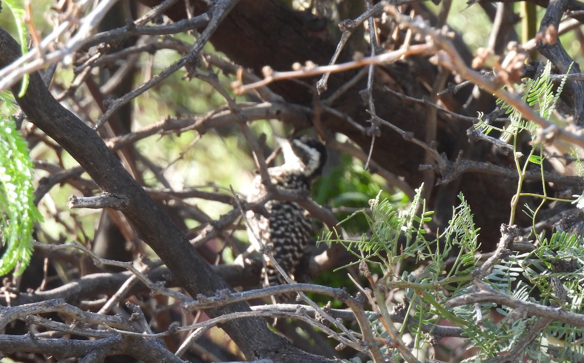 Checkered Woodpecker - Diane Bricmont