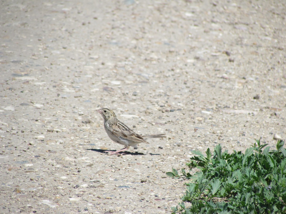 Baird's Sparrow - ML608668533
