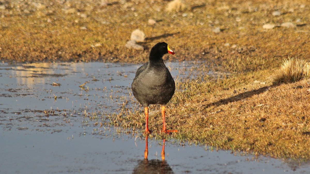 Giant Coot - ML608668666