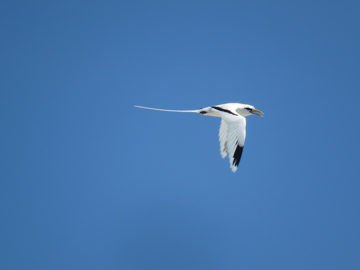 White-tailed Tropicbird - ML608668731