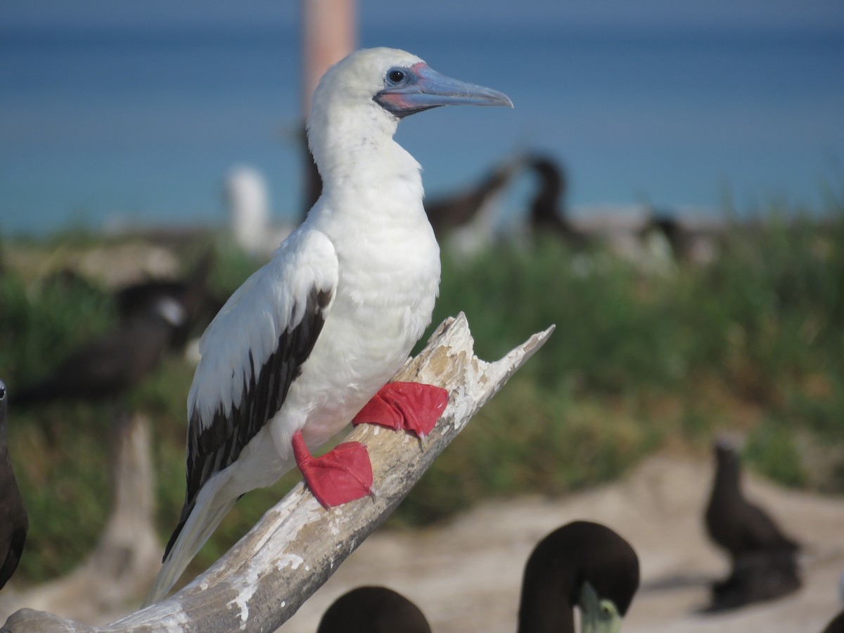Red-footed Booby - ML608668854