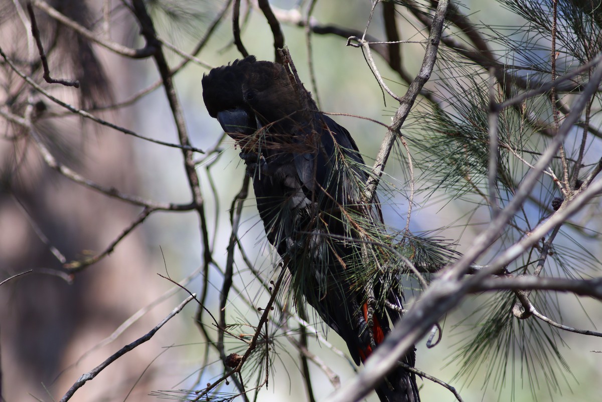 Ebird Australia Checklist Sep Fred Caterson Reserve Castle Hill Species