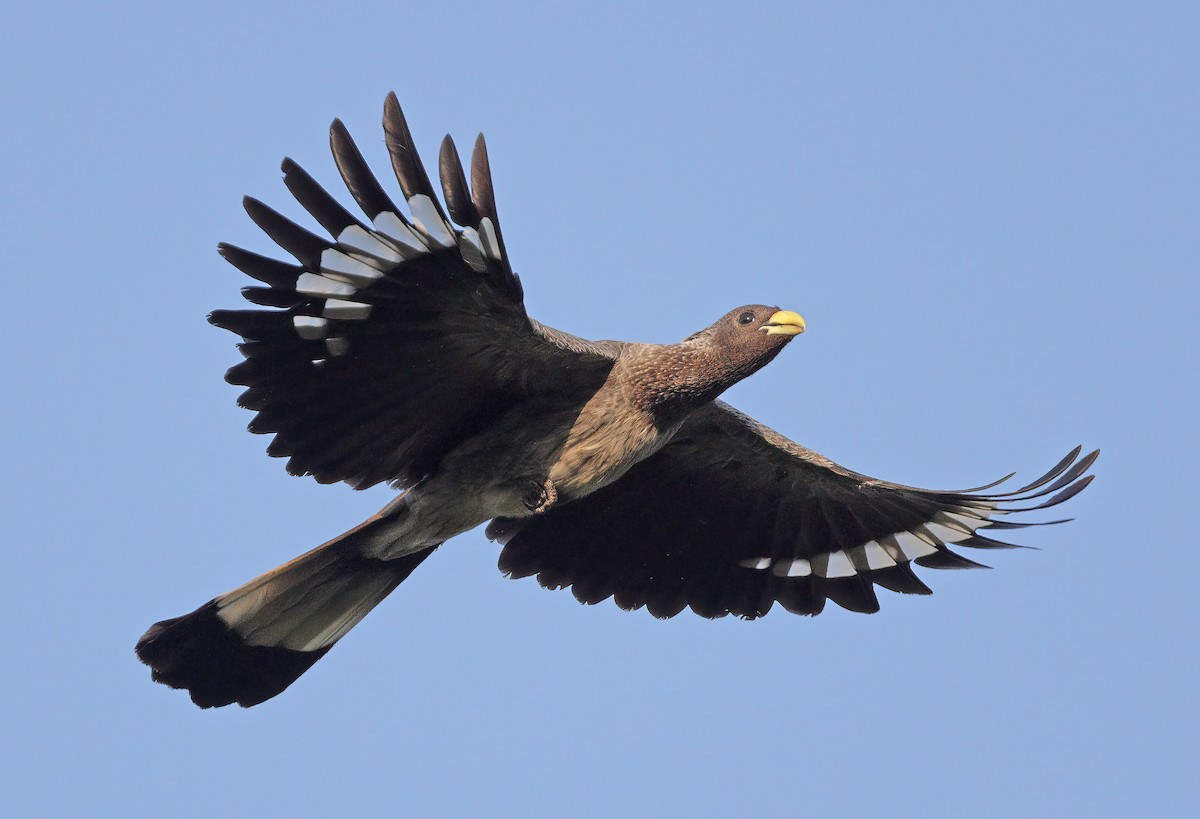 Eastern Plantain-eater - ML608668984