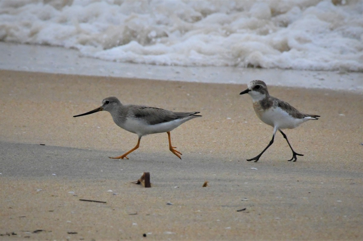 Terek Sandpiper - ML608669225