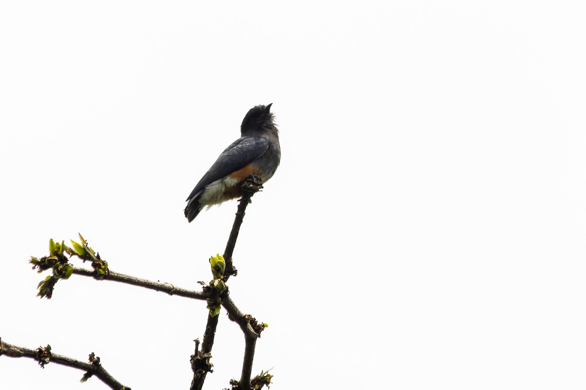 Swallow-winged Puffbird - ML608669261