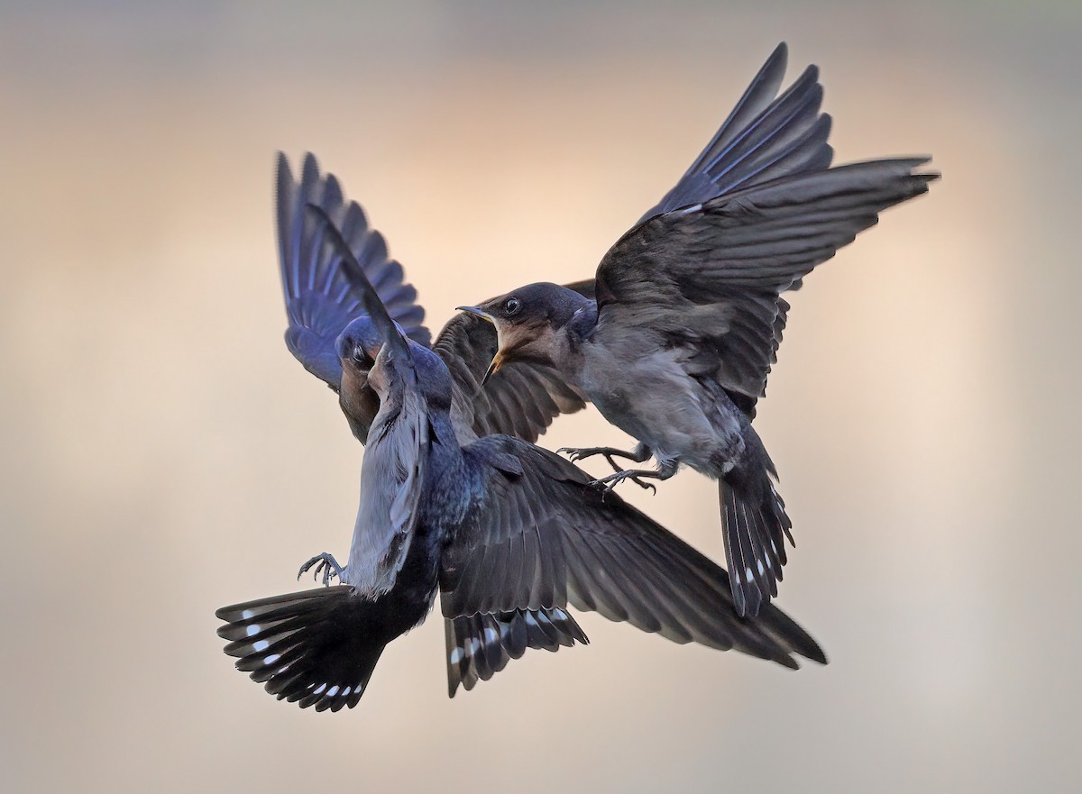 Pacific Swallow - sheau torng lim