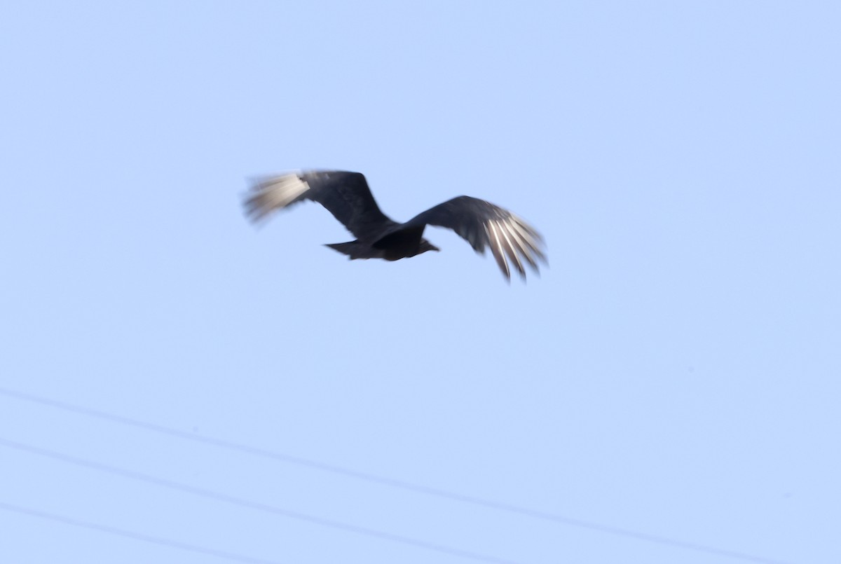 Black Vulture - ML608669844