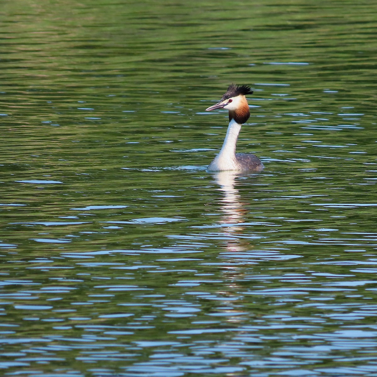 Great Crested Grebe - ML608670578