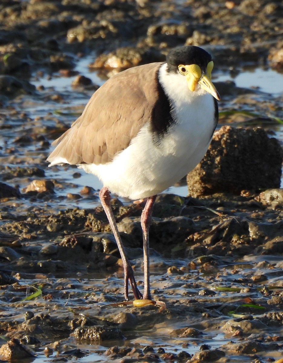 Masked Lapwing - ML608670624