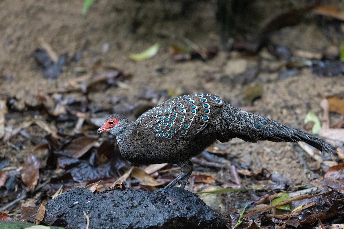 Hainan Peacock-Pheasant - ML608671133