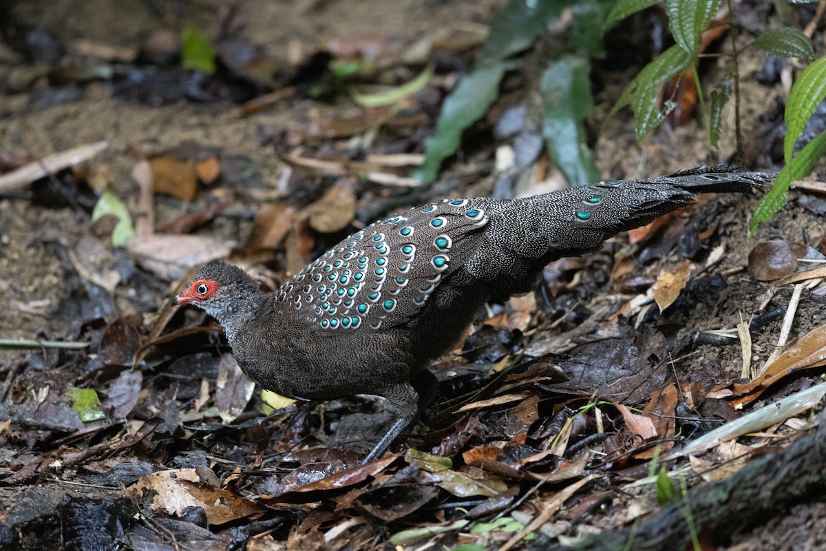 Hainan Peacock-Pheasant - ML608671134