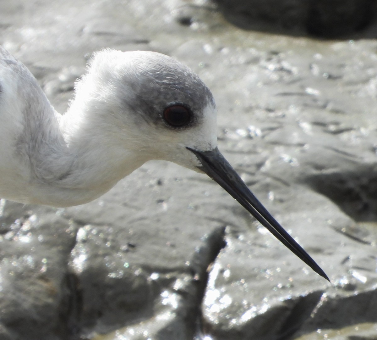 EBird Checklist 10 Sep 2023 Cairns Esplanade 35 Species