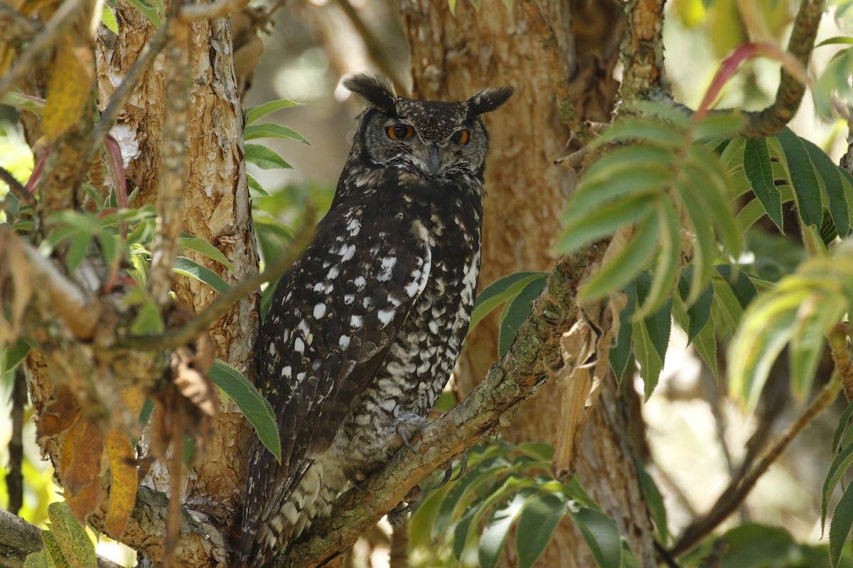 Cape Eagle-Owl - ML608671378