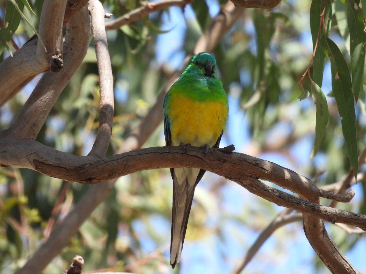 Red-rumped Parrot - Michael Wu