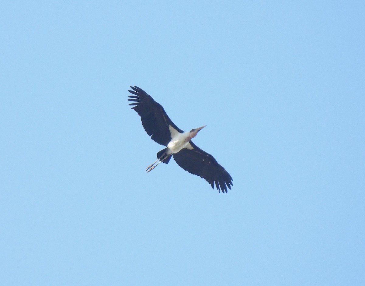 Marabou Stork - ML608671916