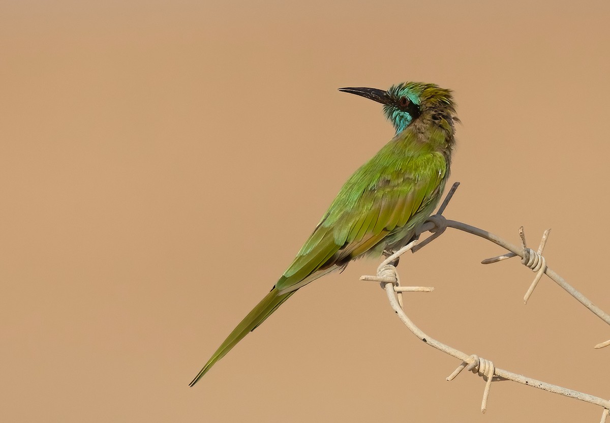 Arabian Green Bee-eater - Ilan Moriya
