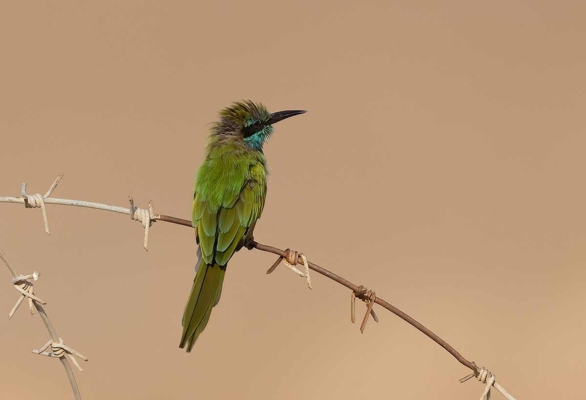 Arabian Green Bee-eater - ML608672446