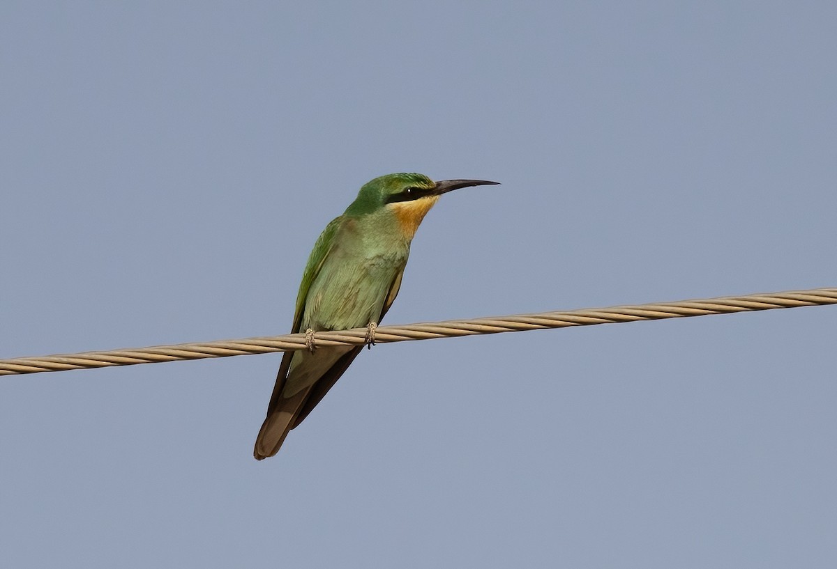 Blue-cheeked Bee-eater - ML608672452