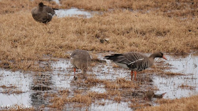 Greater White-fronted Goose (Western) - ML608672906