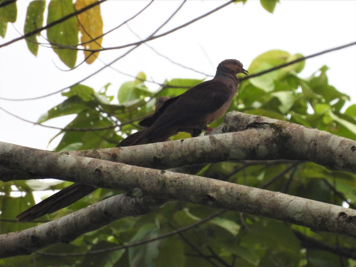 Black-billed Cuckoo-Dove - ML608673000