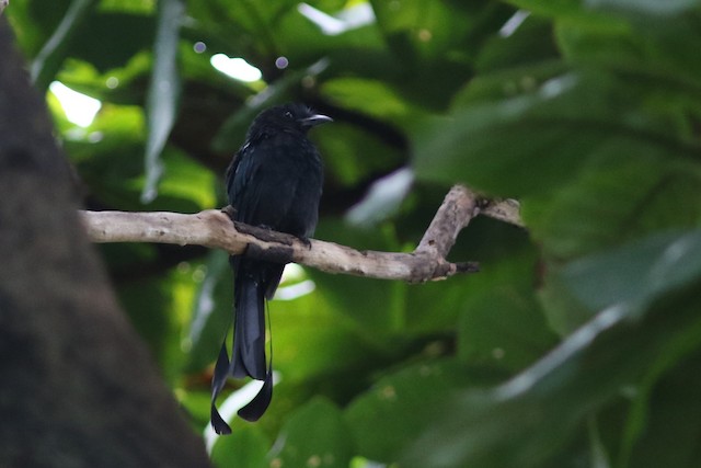 Greater Racket-tailed Drongo at Ministry of Public Health by Benjamin Pap