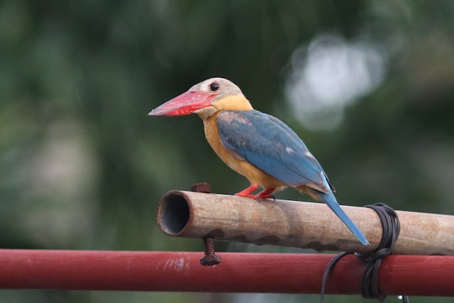 Stork-billed Kingfisher at Ministry of Public Health by Benjamin Pap
