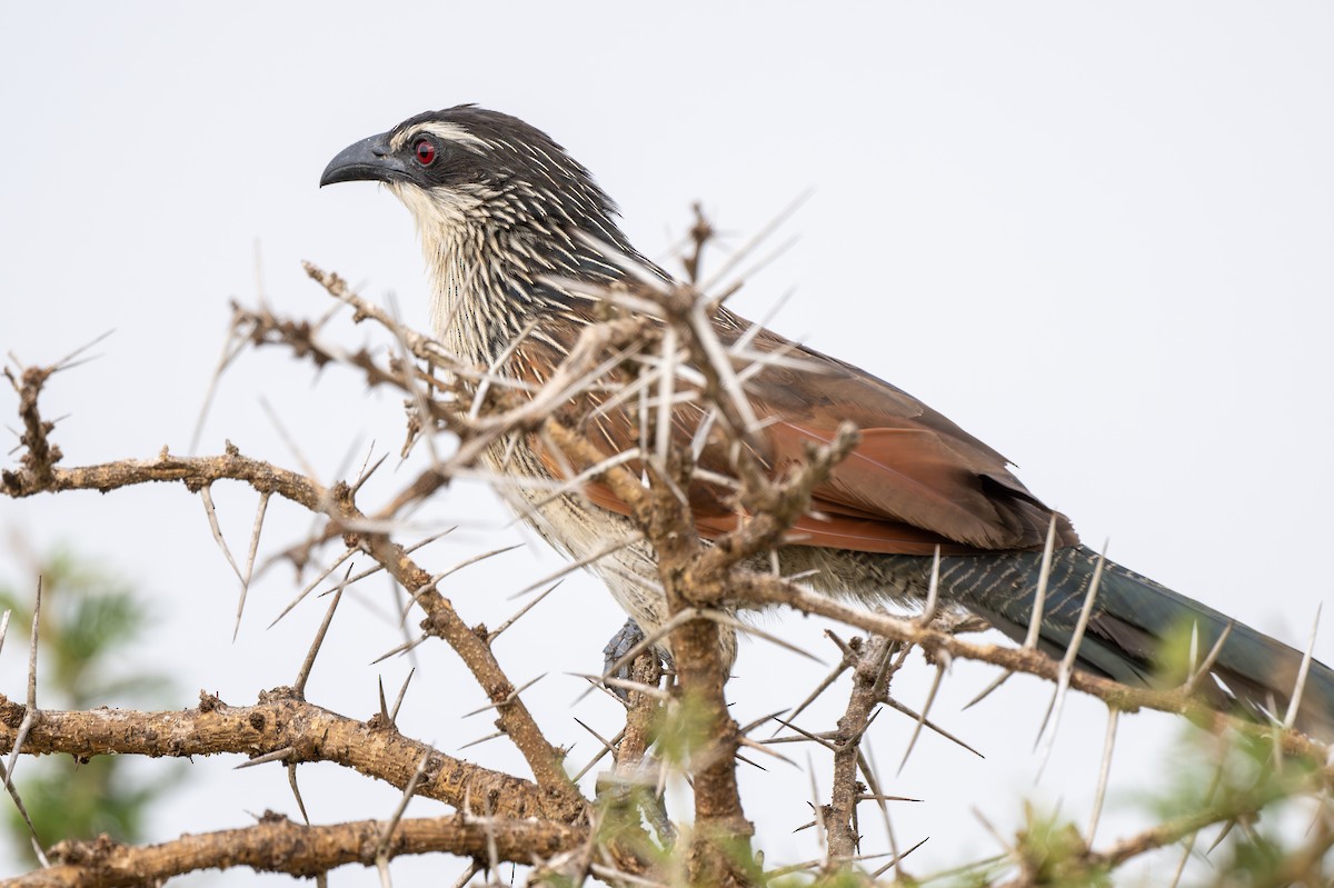 White-browed Coucal - ML608673480