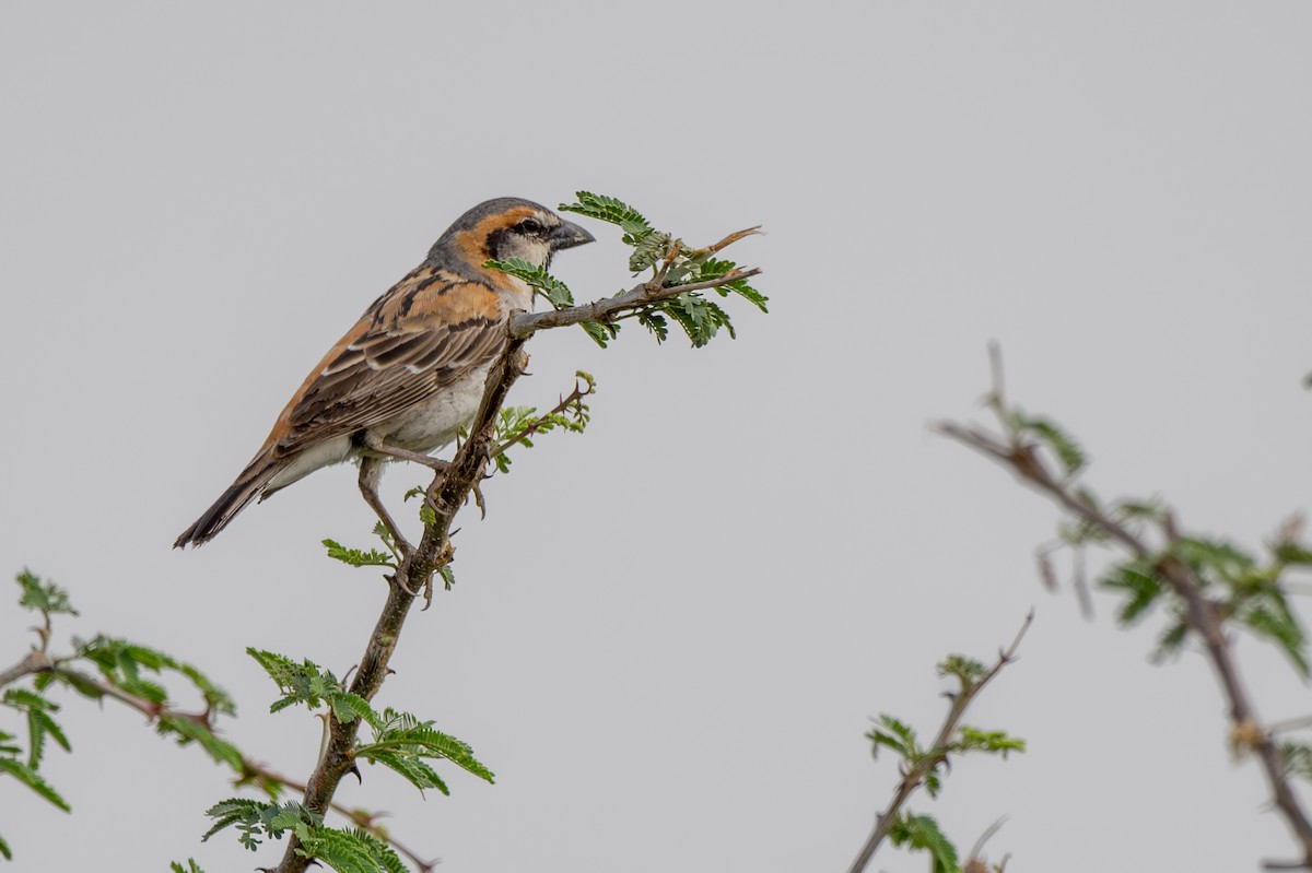 Shelley's Rufous Sparrow - ML608673526