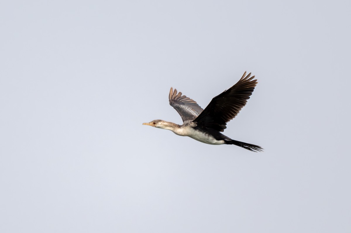 Long-tailed Cormorant - ML608673553