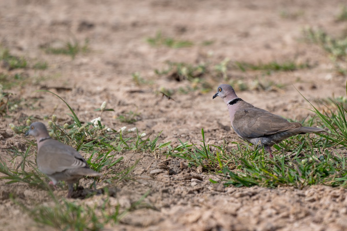 Mourning Collared-Dove - ML608673577