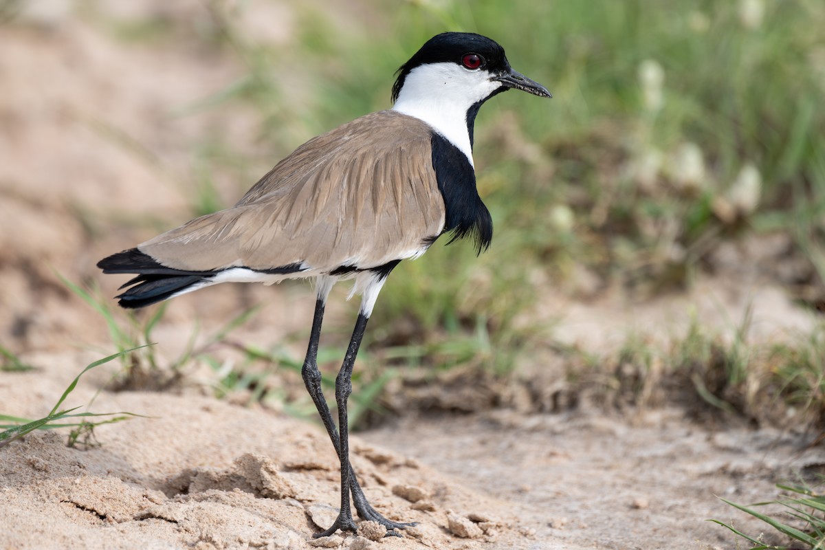 Spur-winged Lapwing - ML608673595