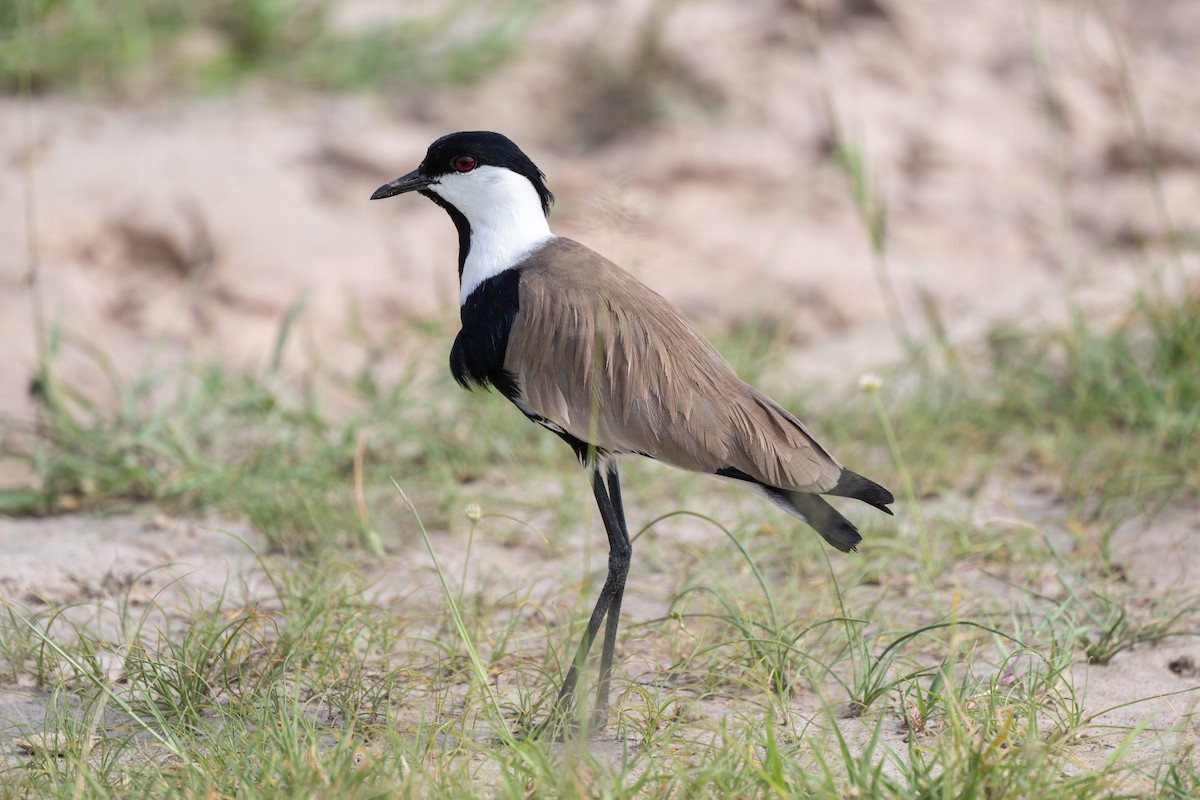 Spur-winged Lapwing - ML608673607
