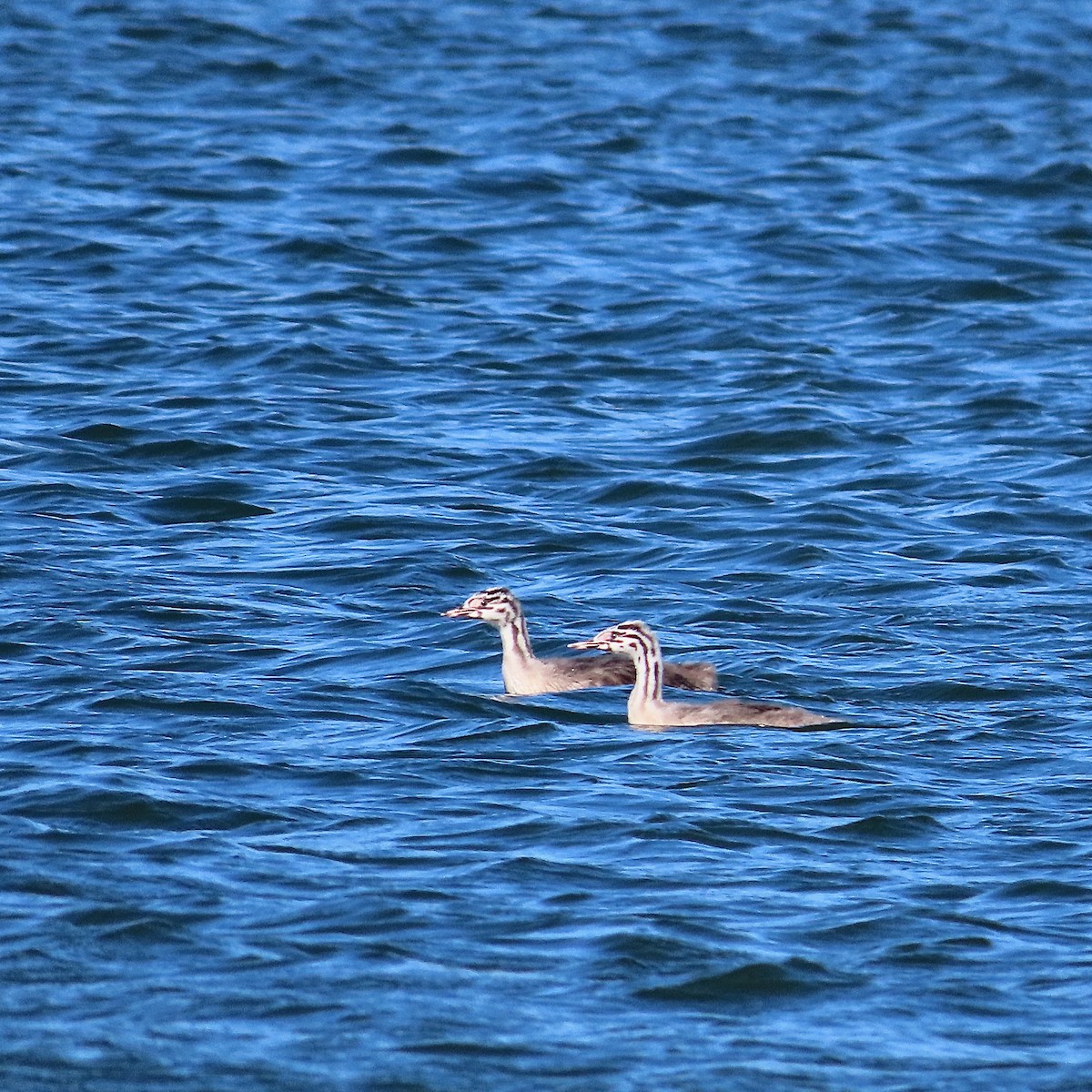 Great Crested Grebe - ML608673658