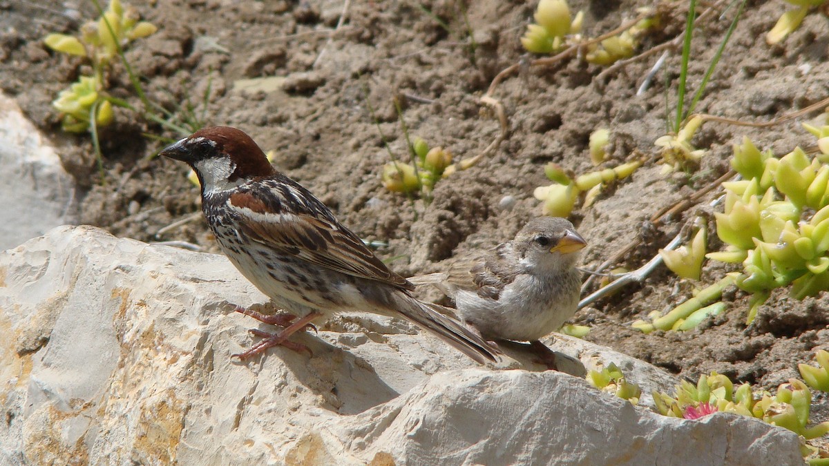 Spanish Sparrow - ML608673698