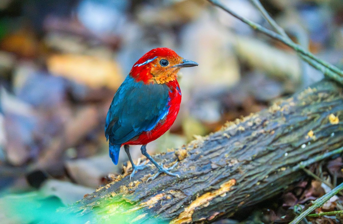 Blue-banded Pitta - ML608674336