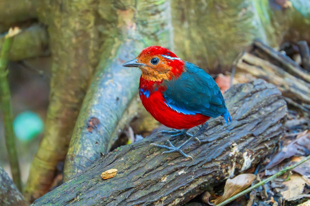 Blue-banded Pitta - ML608674337
