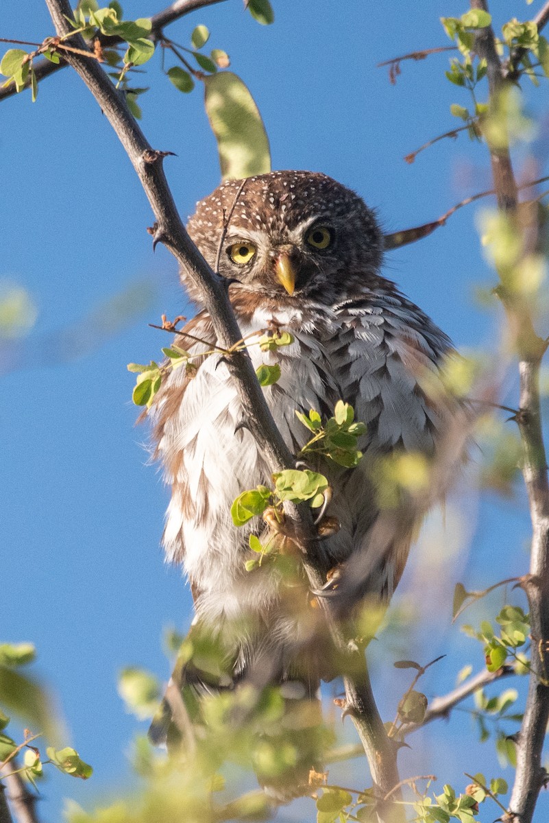 Pearl-spotted Owlet - ML608674725