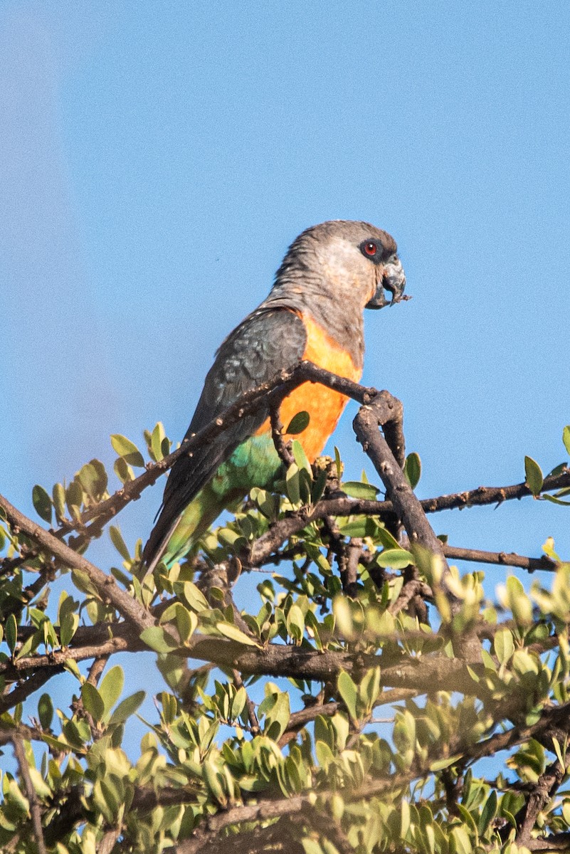 papoušek oranžovoprsý - ML608674732