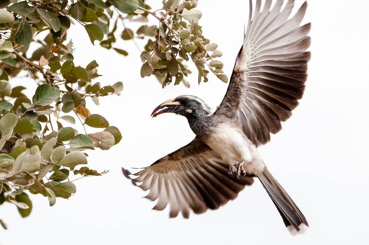 African Gray Hornbill - ML608675233