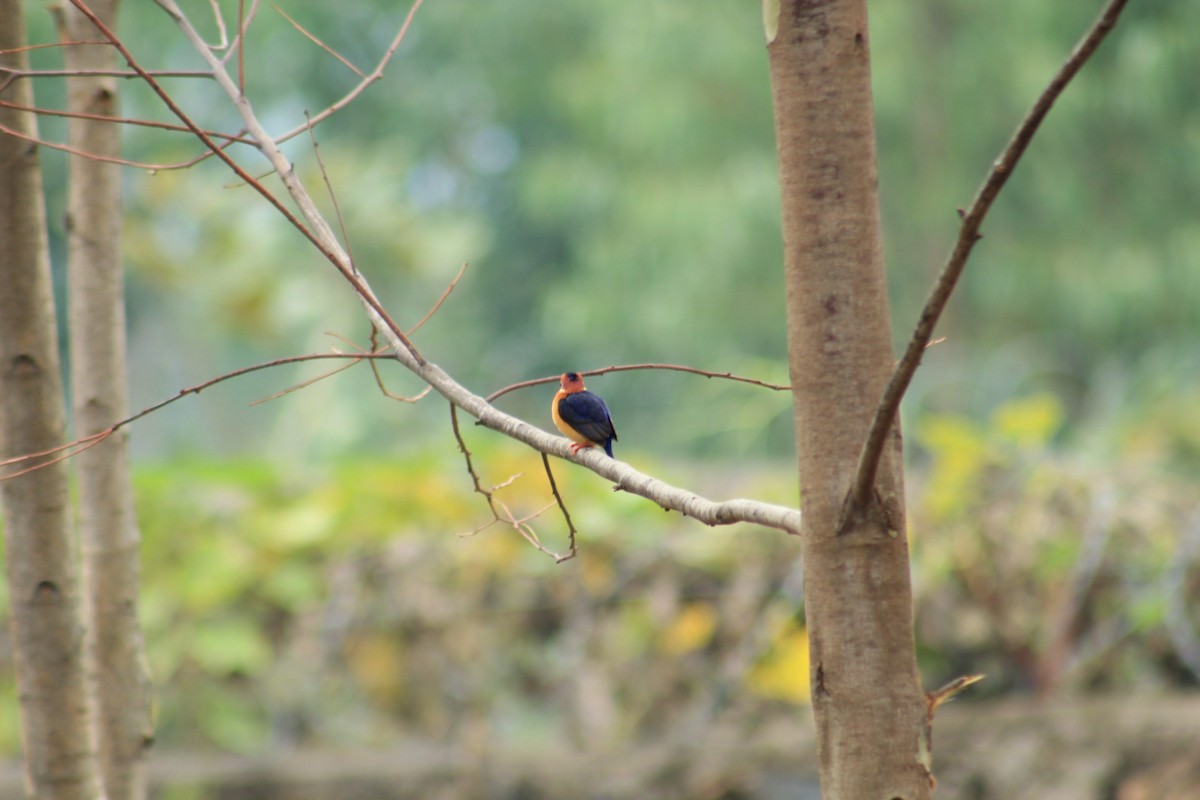African Pygmy Kingfisher - ML608675533
