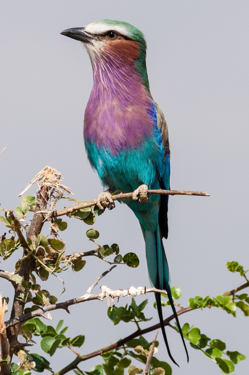 Lilac-breasted Roller - ML608675535