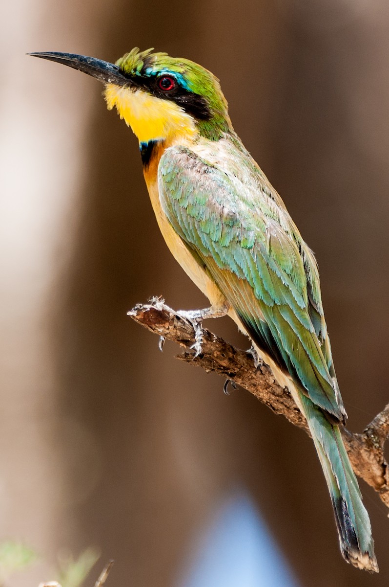 Little Bee-eater - ML608675572